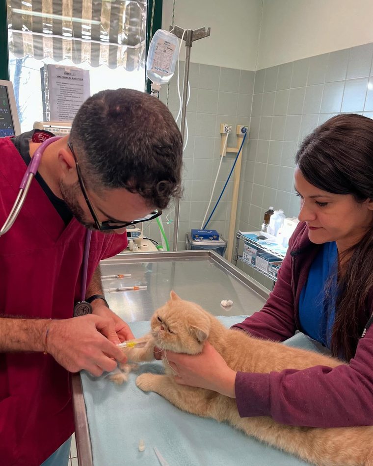 Due medici preparano un gatto all’anestesia