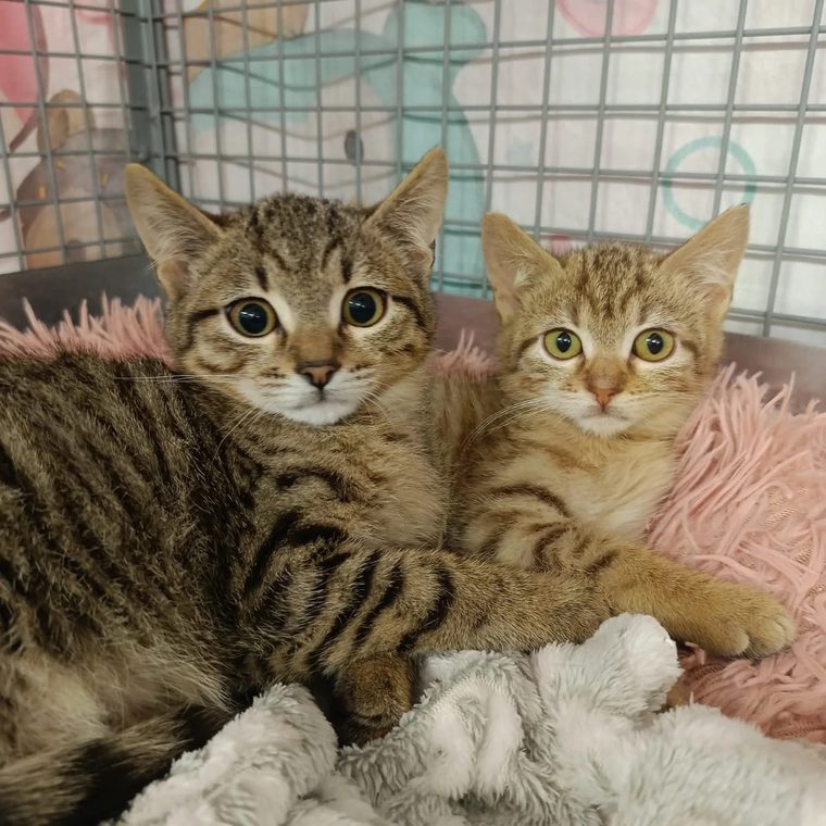 Tre gattini in cerca di casa