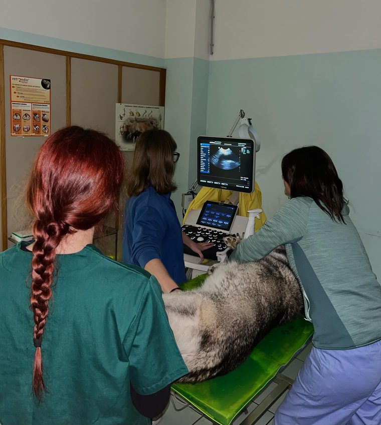 Un’ecografia addominale a un cane
