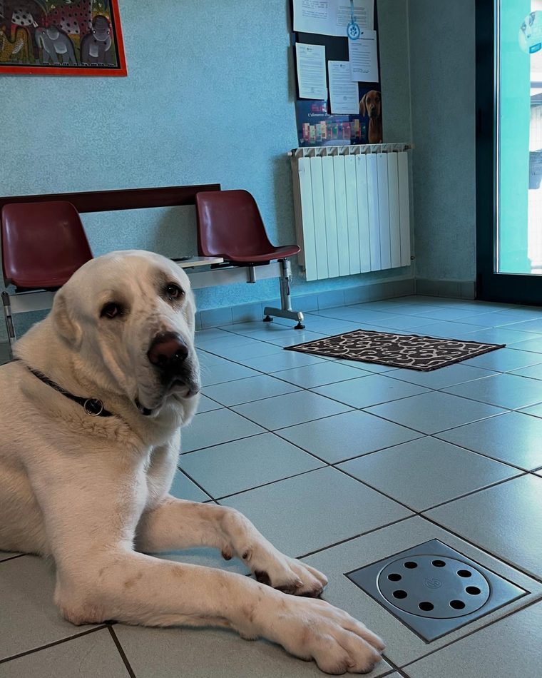 Un labrador in sala d’attesa